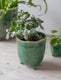 Positano Forest Green Plant Pot Small